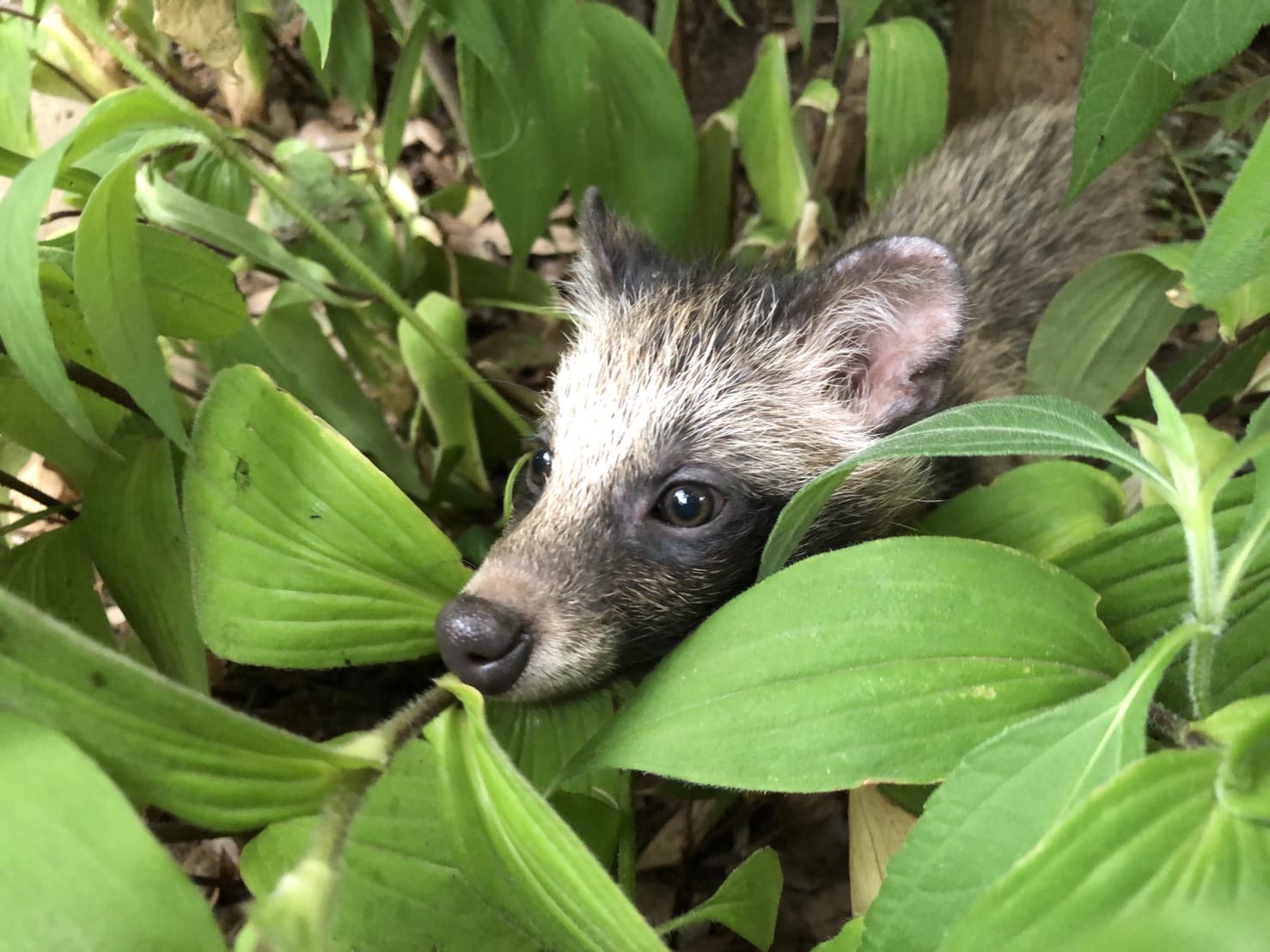 保護された野生動物に未来を。タヌキの命を救う為、隔離室を補強したい