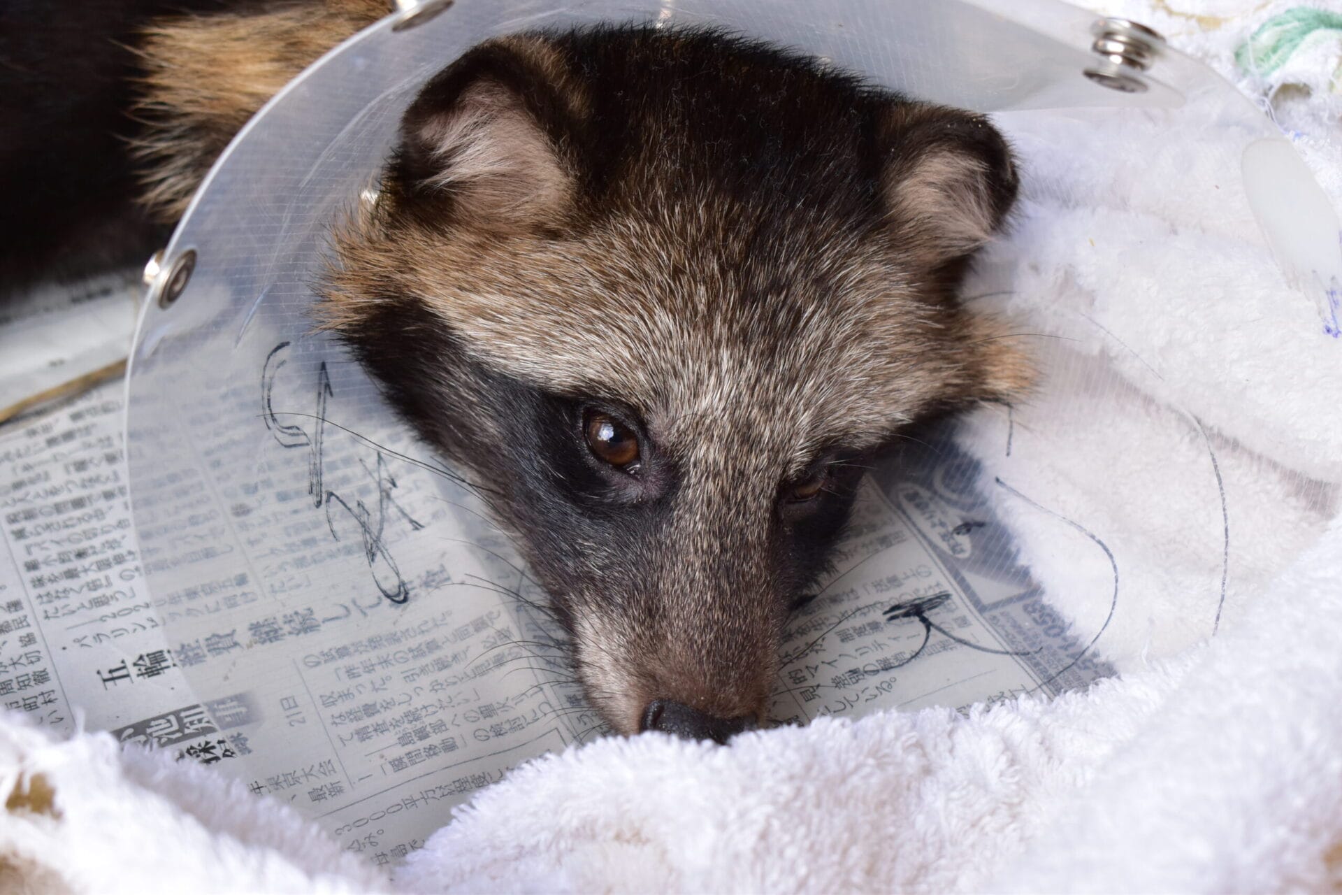 保護された野生動物に未来を。タヌキの命を救う為、隔離室を補強したい