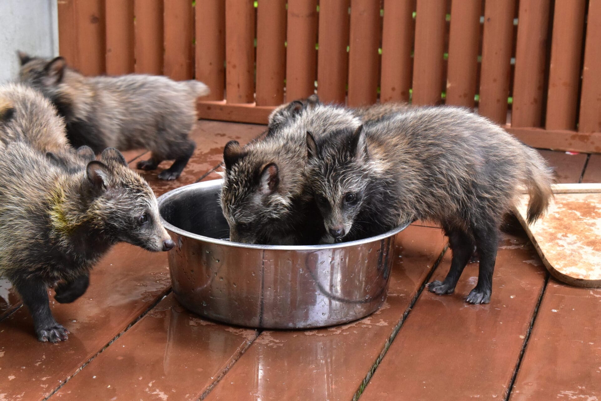 保護された野生動物に未来を。タヌキの命を救う為、隔離室を補強したい