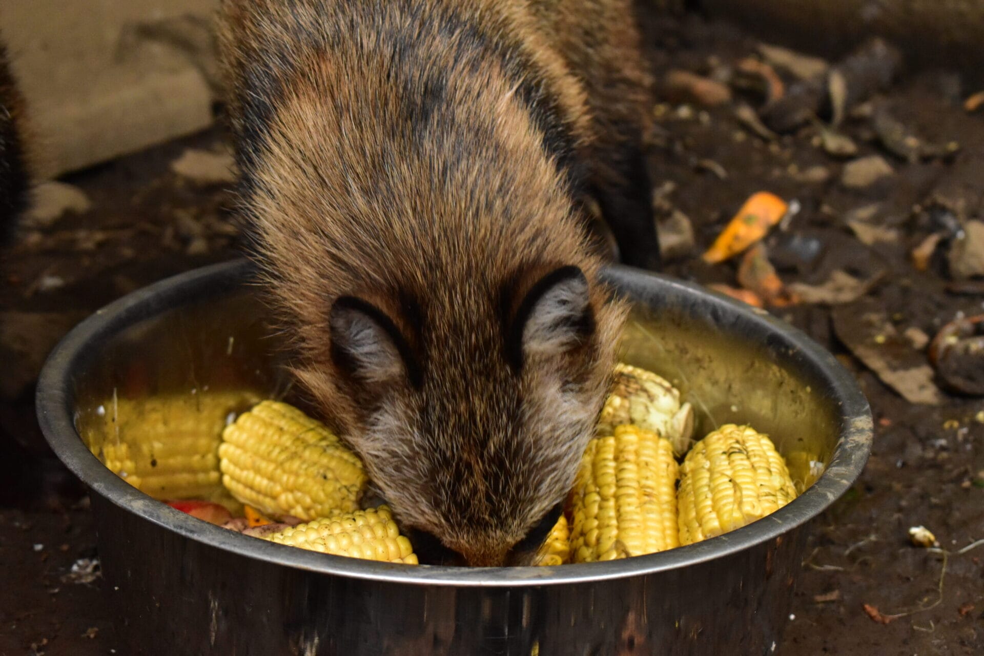 保護された野生動物に未来を。タヌキの命を救う為、隔離室を補強したい