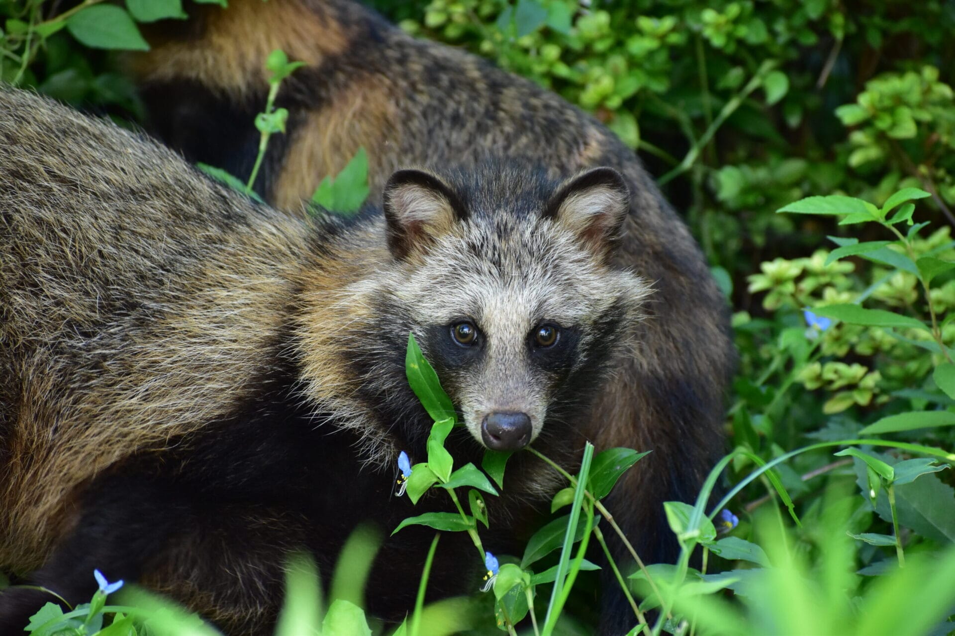 保護された野生動物に未来を。タヌキの命を救う為、隔離室を補強したい