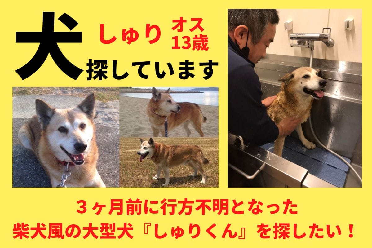 ３ヶ月前に行方不明となった柴犬風の大型犬『しゅりくん』を探したい！