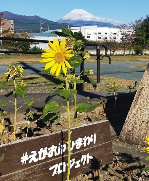 ひまわりの種を通じて日本中を笑顔にしたい！～亡き父が遺したひまわり