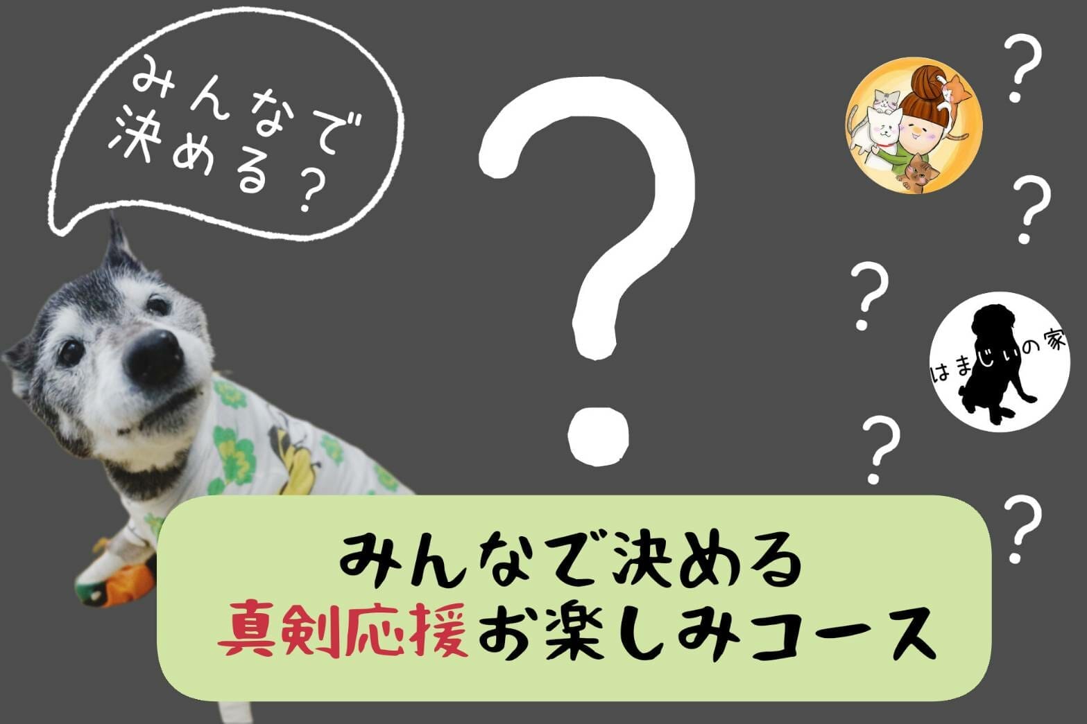 無料デイサービスの老犬さん達の為、優しい床に張り替えたい！！