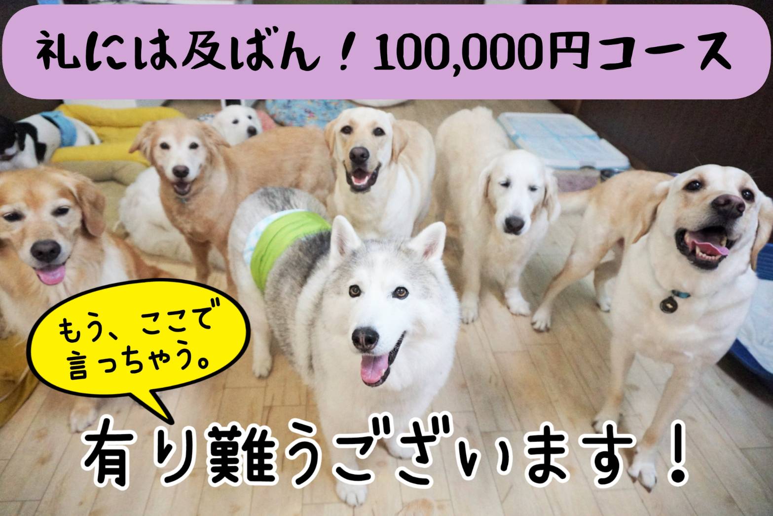 無料デイサービスの老犬さん達の為、優しい床に張り替えたい！！